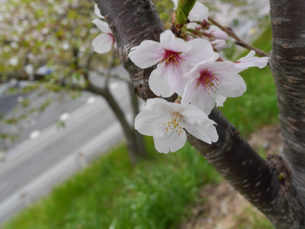 2016桜4